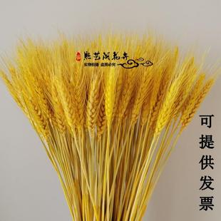 天然黄金麦穗干花花束开业大麦客厅装饰摆件摆设麦子插花道具稻穗