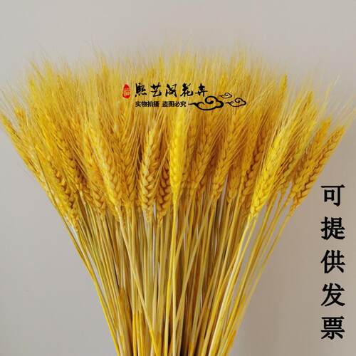 天然黄金麦穗干花花束开业大麦客厅装饰摆件摆设麦子插花道具稻穗
