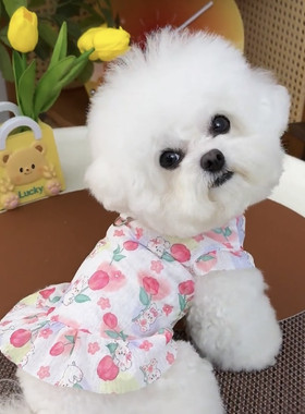 狗狗裙子公主风夏季薄款衣服泰迪博美比熊小型犬衣服宠物连衣裙