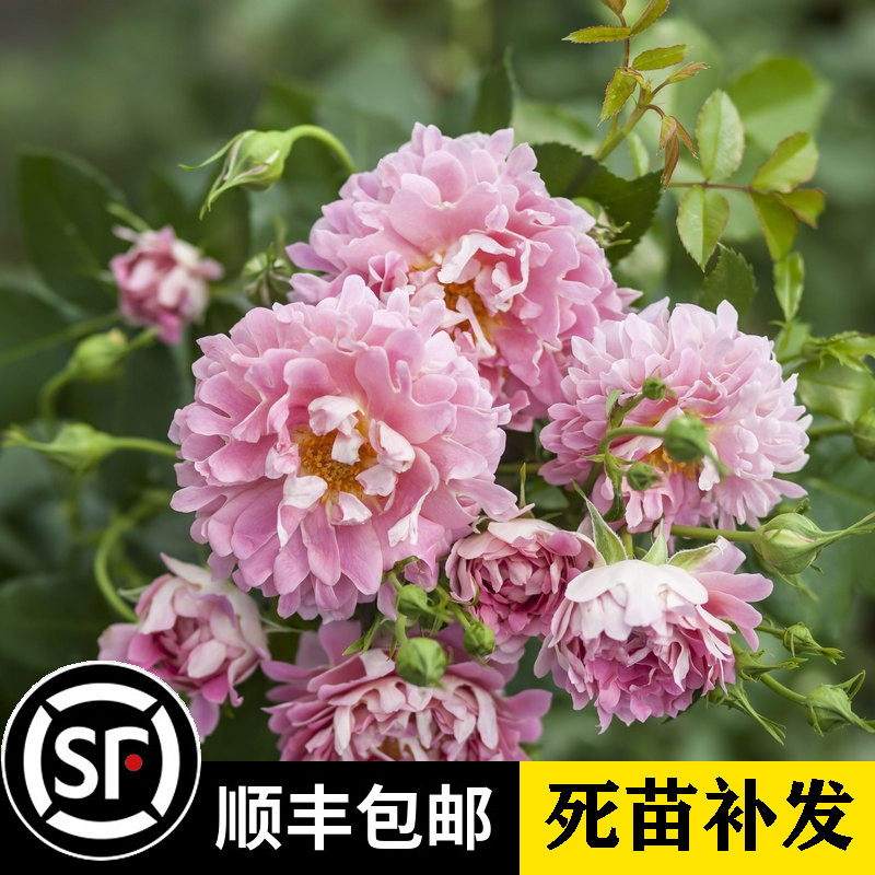 新品菊花型花瓣藤本月季花苗 梦幻褶边 波浪花边浓香大花爬藤