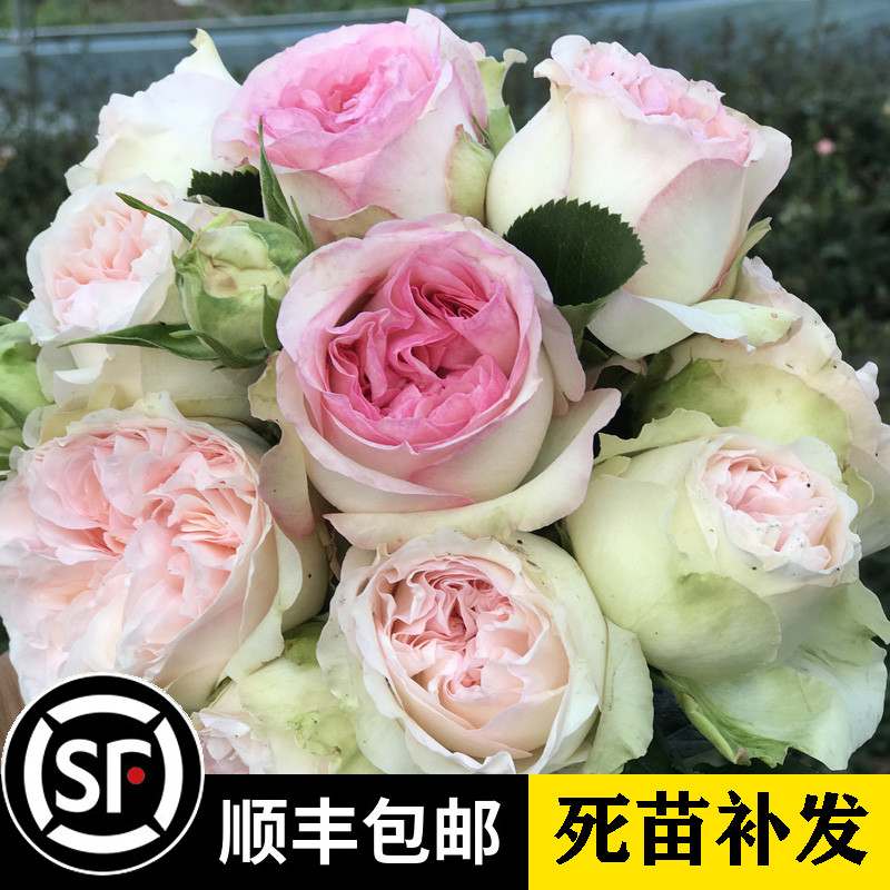 新品欧月 夏日羊绒月季花苗 浓香花卉 丰花多头灌木月季 多季开花
