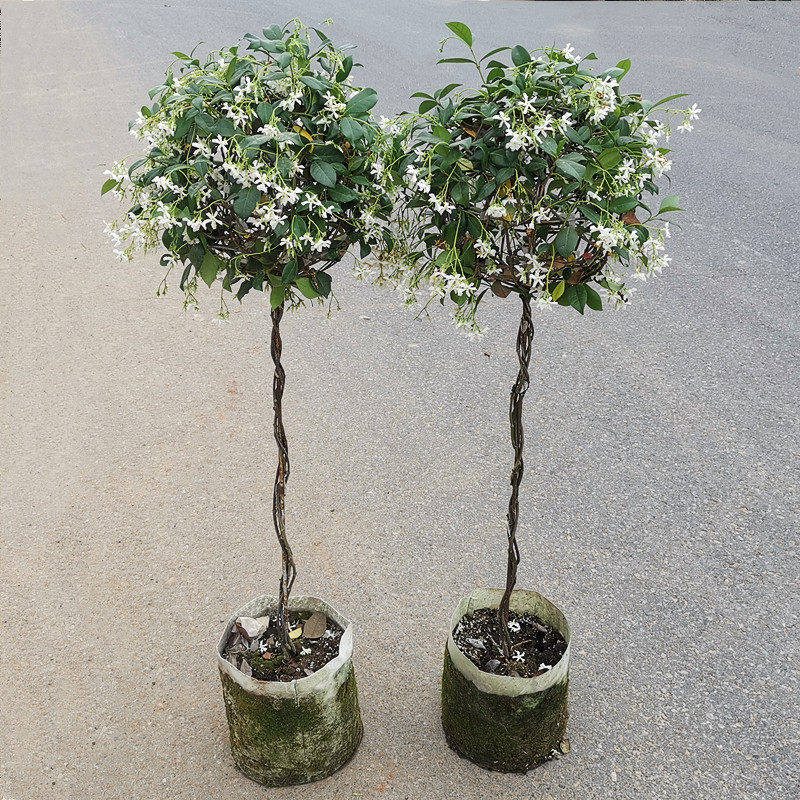 棒棒糖型风车茉莉花苗盆栽银丝茉莉爬藤花卉阳台庭院四季常青植物