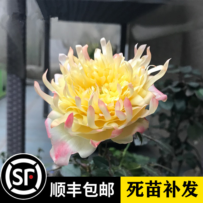 月季花 烟花波浪 烟火褶裙荷兰月季浓香多季勤花花瓣优美似菊花