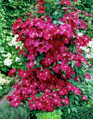 铁线莲东方晨曲盆栽苗