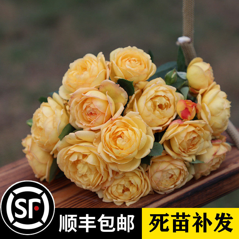 爬藤植物庭院月季倾慕花苗