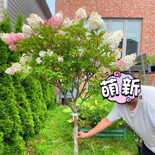 圆锥绣球花苗大花中华木本绣球棒棒糖盆栽庭院别墅多年生耐寒花卉