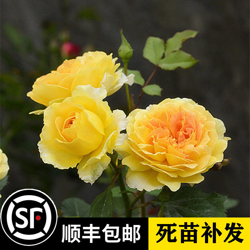 奥斯汀浓香切花月季 查尔斯达尔文 阳台灌木大花四季开花玫瑰花苗