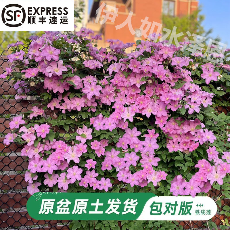2加仑铁线莲大苗带花苞乌托邦爬藤植物庭院耐寒绿植花卉盆栽四季
