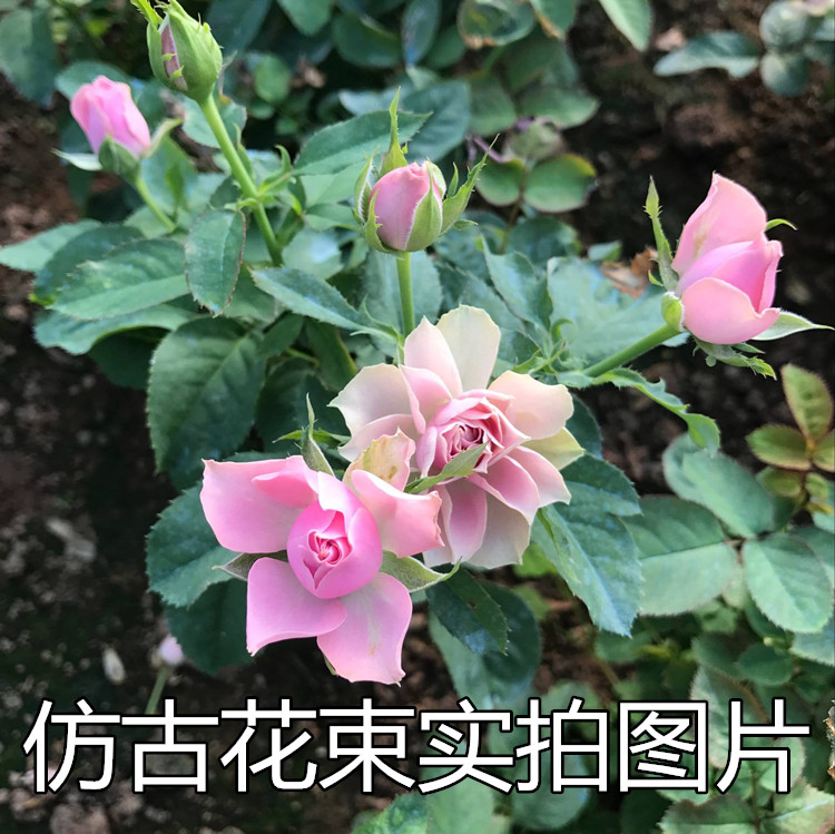 日月 仿古花束 多季开花阳台庭院盆栽地栽花卉玫瑰花藤本月季花苗