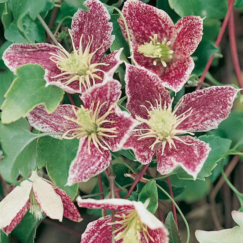 阳台盆栽绿植花卉 雀斑 复色铁线莲花苗 庭院藤本爬藤攀援植物