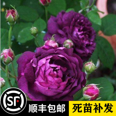 玫瑰阳台紫色耐阴四季观花植物