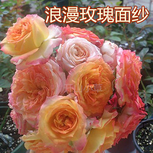 日月 浪漫玫瑰面纱 切花 抹茶香鲜艳多头月季花苗庭院盆栽植物