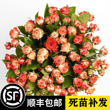 欧洲切花月季盆栽 绒球系列月季 拉丁绒球 多头多季丰花玫瑰花苗