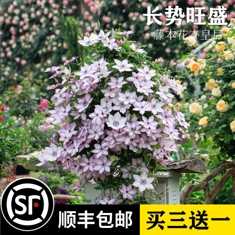 铁线莲大苗铁线莲爬藤多季节