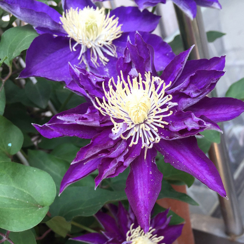 阳台盆栽绿植花卉 白王冠 铁线莲花苗 大花 庭院藤本爬藤攀援植物