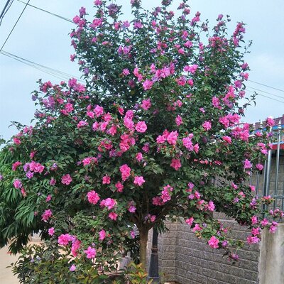 庭院别墅大型高杆木槿花树苗