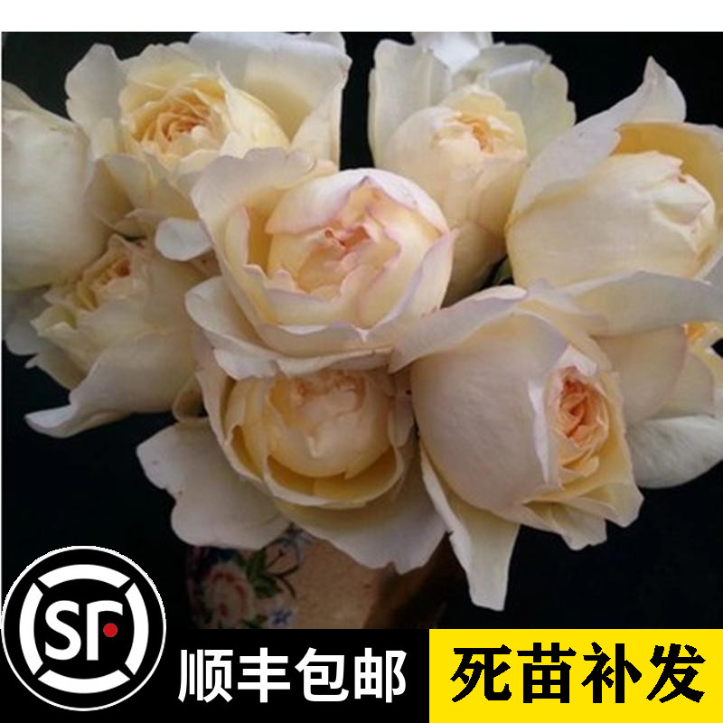 伊芙系列 月季 象牙伊芙伯爵 盆栽浓香蔷薇玫瑰花苗多季节开花