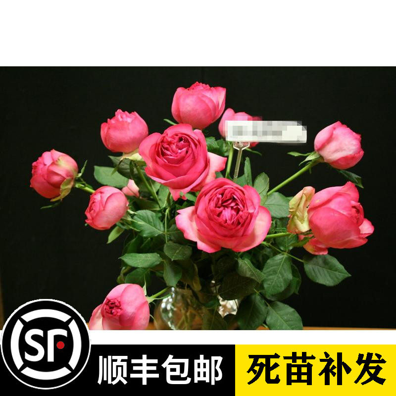 伊芙梦幻华尔兹 伊芙华尔兹之舞浓香抗病勤花月季花苗