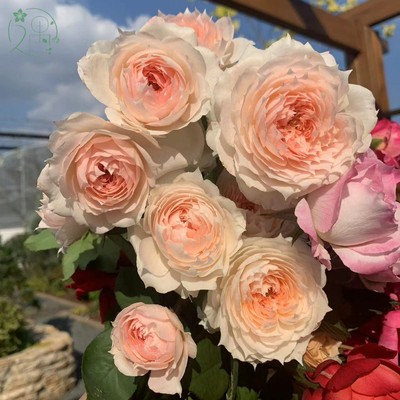 久遇花园莫妮卡戴维月季