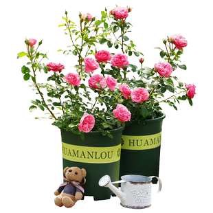 阳台大花浓香月季 仙王座 耐晒抗病办花园公室盆栽绿植花卉玫瑰花