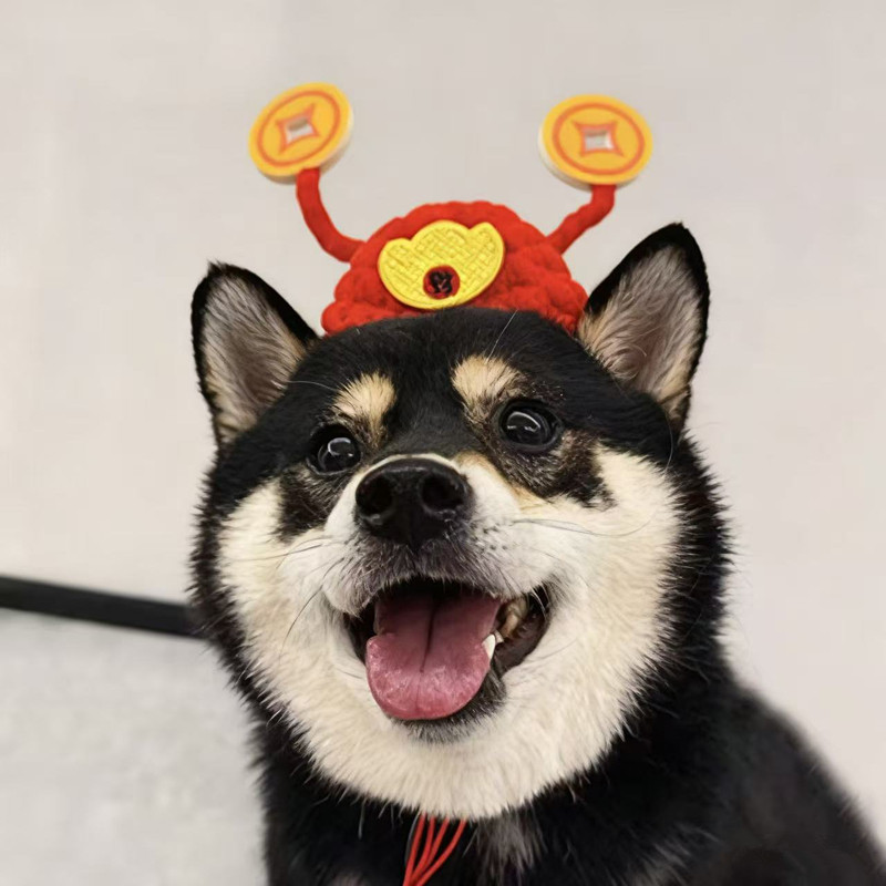 财神帽狗狗头套豆柴犬喜庆头饰图片