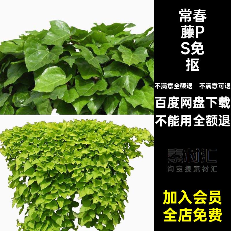 铁线莲PSD免抠贴图攀爬免抠素材藤本免扣素材景观藤蔓常春藤植物