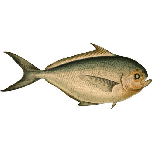 241国外复古深海鱼类海章鱼螃蟹虾洋生物科学手绘插画设计PN