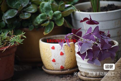 contax 康泰时80-200/4日产mmj版，YC口，蔡