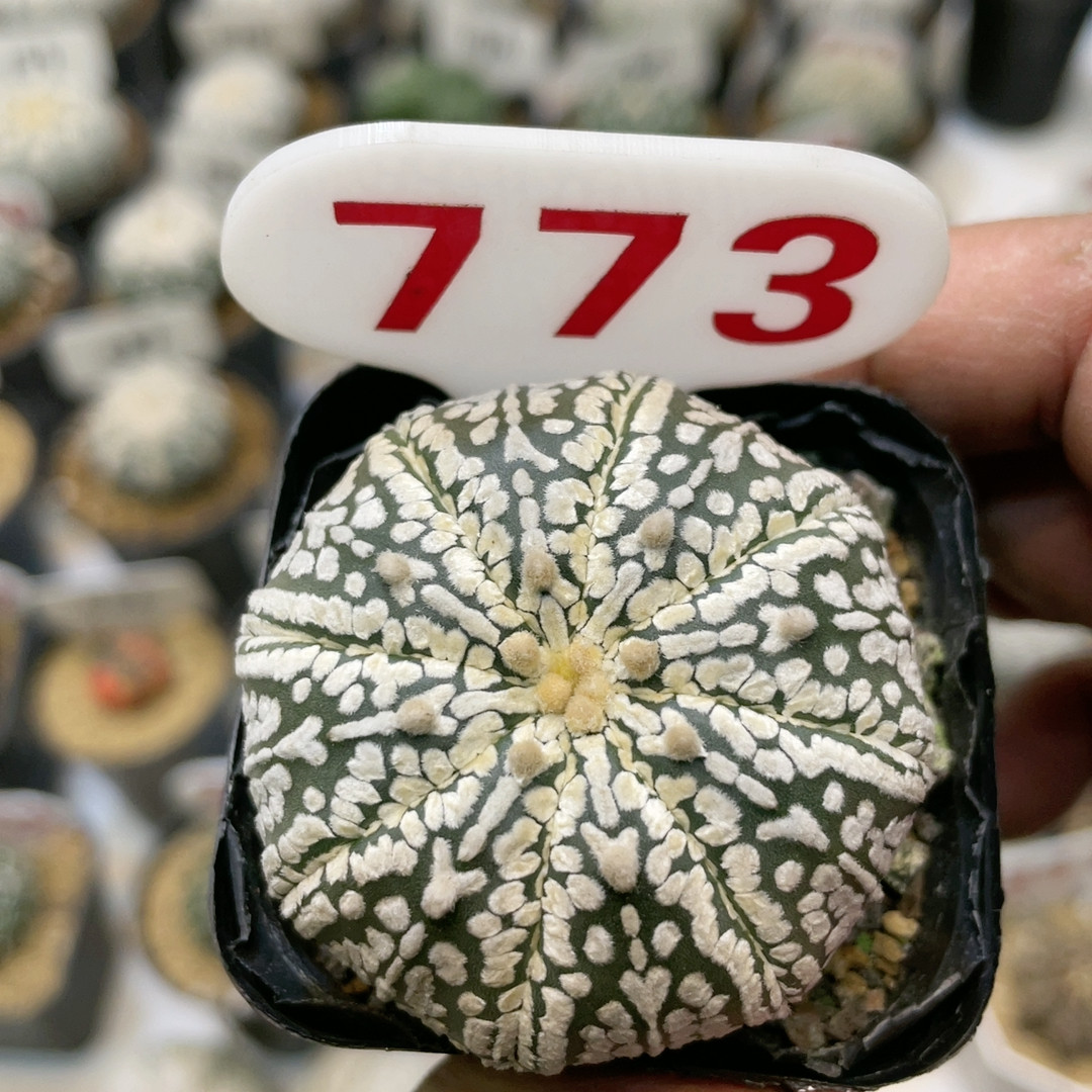 773,鲜花速递/花卉仿真/绿植园艺,多肉植物,淘宝优惠券,粉丝福利购,淘宝优惠卷