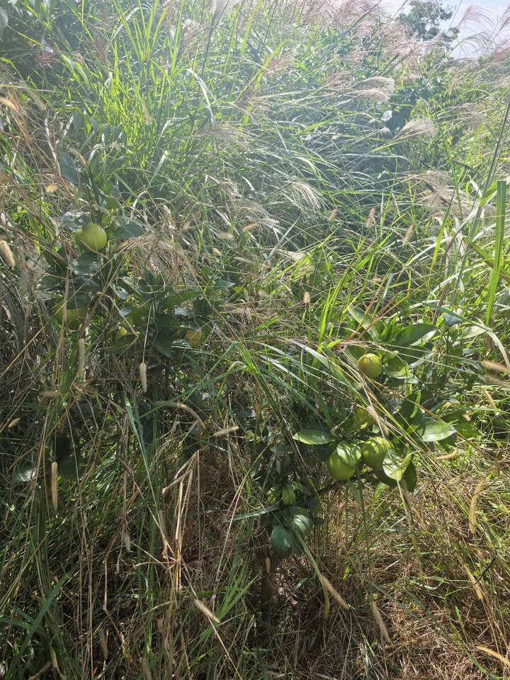 瑞金市谢坊镇谢坊村牛形岭小组林地