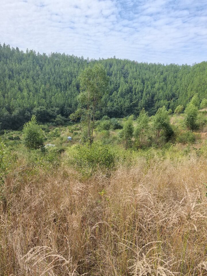 瑞金市黄柏乡向阳村流坑小组林地（2）