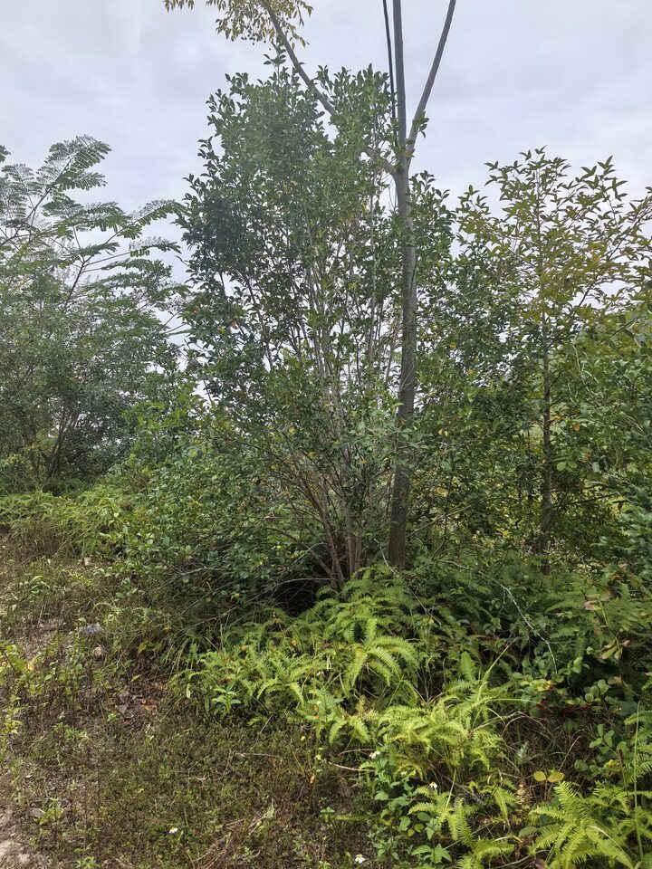 瑞金市黄柏乡柏村老柏小组林地