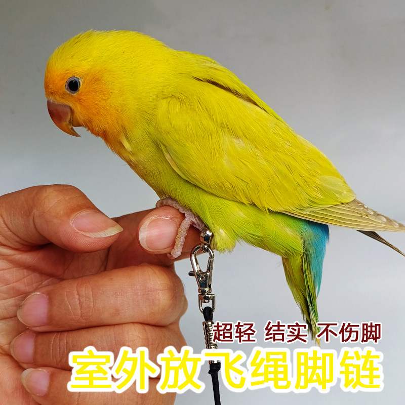 鸟用放飞绳脚链鹦鹉脚环训练绳超轻防咬不伤脚虎皮玄风牡丹牵引绳,宠物/宠物食品及用品,鸟用放飞绳,淘宝优惠券,粉丝福利购,淘宝优惠卷