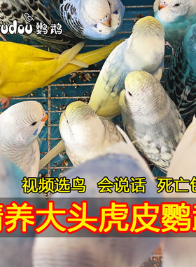成都手养亲人会说话特色大头虎皮鹦鹉台血国血蘑菇头活体宠物雏鸟