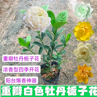 重瓣大花牡丹栀子花浓香型四季开花阳台庭院盆栽虎头栀子花苗好养