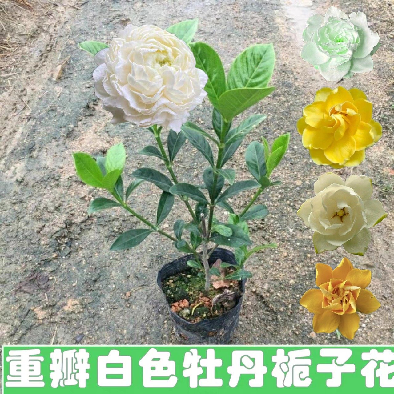 重瓣大花栀子花四季开花牡丹虎头栀子花浓香型名贵稀有品种好养活,鲜花速递/花卉仿真/绿植园艺,时令草本花卉,淘宝优惠券,粉丝福利购,淘宝优惠卷