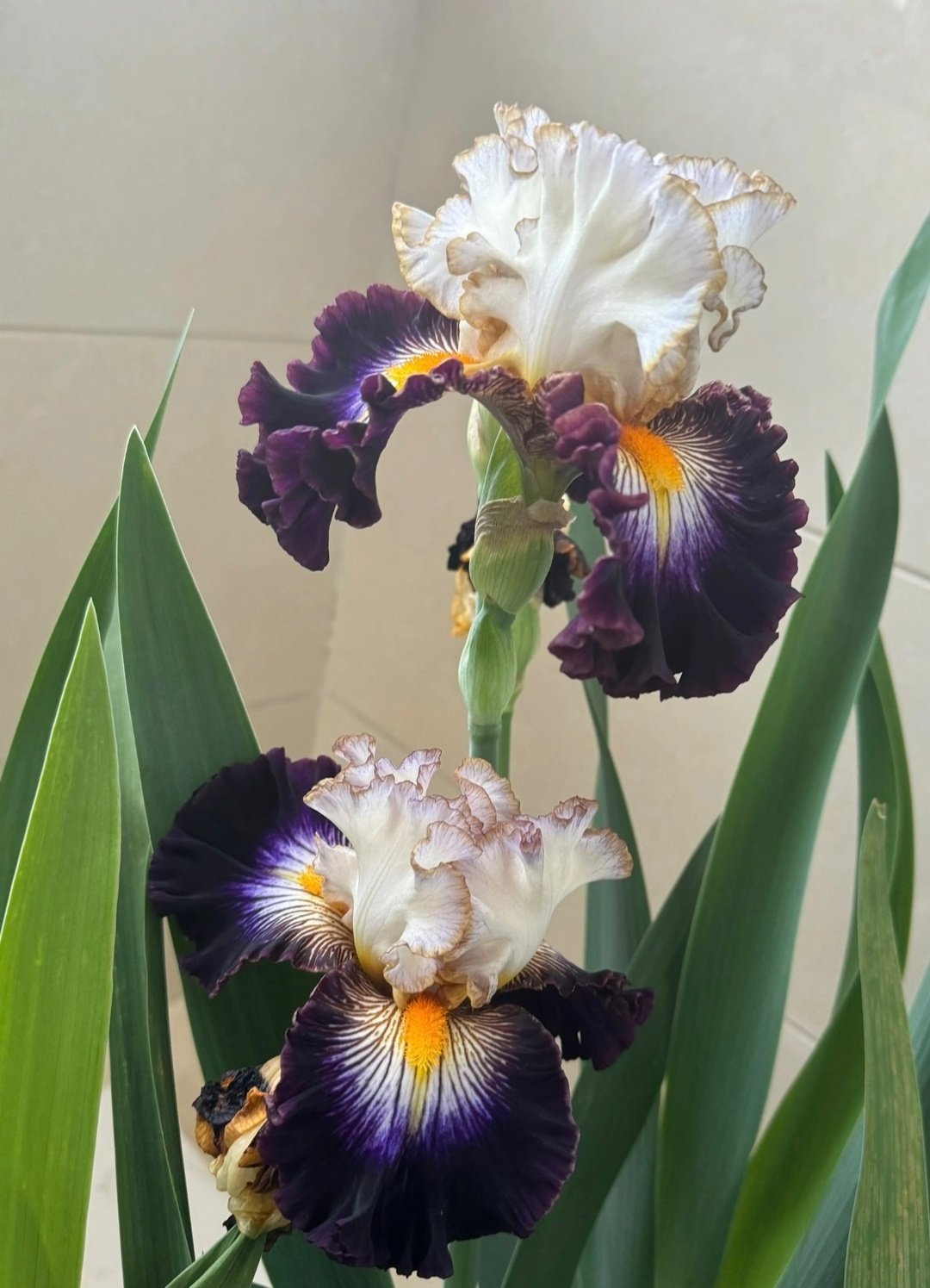 进口鸢尾种球多年生德国鸢尾花苗耐旱寒阳台盆栽庭院地栽花卉植物