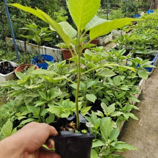 多年生木本曼陀罗花花园花境植物多年生木本曼陀罗花苗花园花境