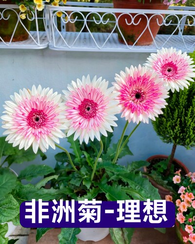 重瓣非洲菊理想扶郎花盆栽 四季开花 阳台庭院多年生耐热易养花卉