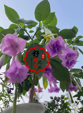 重瓣曼陀罗小苗四季开花阳台盆栽