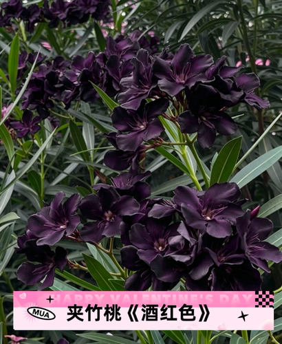 夹竹桃树苗盆栽四季常青树苗绿化苗木阳台树苗绿植植物柳叶桃苗