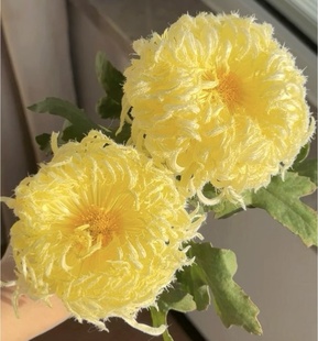 鹅毛粉黛菊花苗 四季开花阳台庭院盆栽耐寒易活菊花小苗花卉绿植