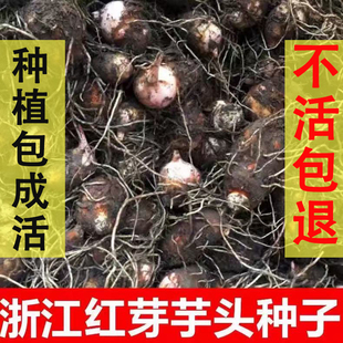 浙江2026年小芋子红芽芋芋艿新鲜软糯糯毛芋艿子5斤装蔬菜种子育