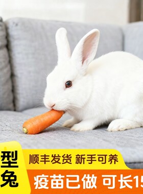 新西兰兔子活物大型肉兔种兔可繁殖食用月月兔公母一对小白兔活体