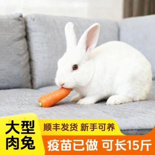 新西兰兔子活物大型肉兔种兔可繁殖食用月月兔公母一对小白兔活体