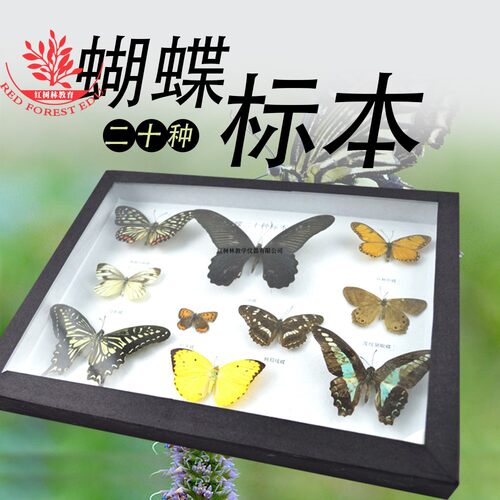 店长推荐蝴蝶标本20种蝴蝶标本完整还原度高观察学习蝴蝶标本20种