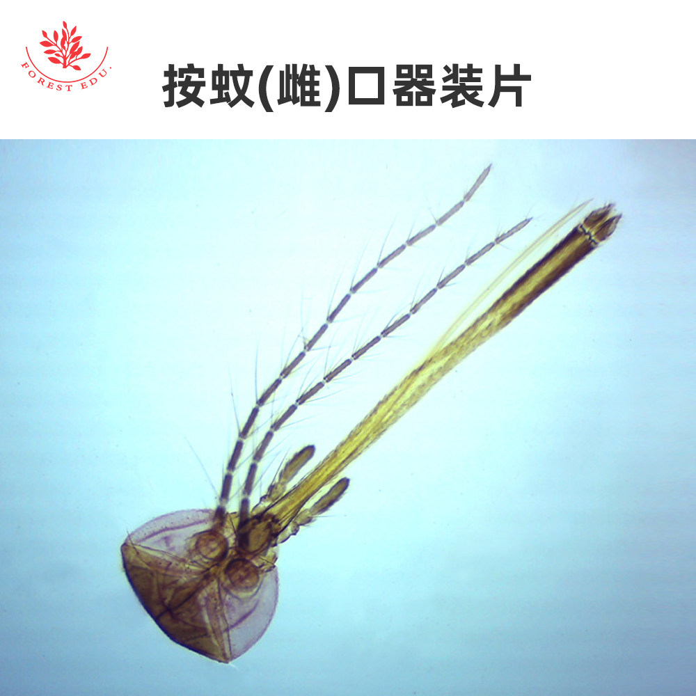 按蚊(雄)口器装片按蚊(雄)口器装片蚊卵装片蚊子幼虫显微镜玻片