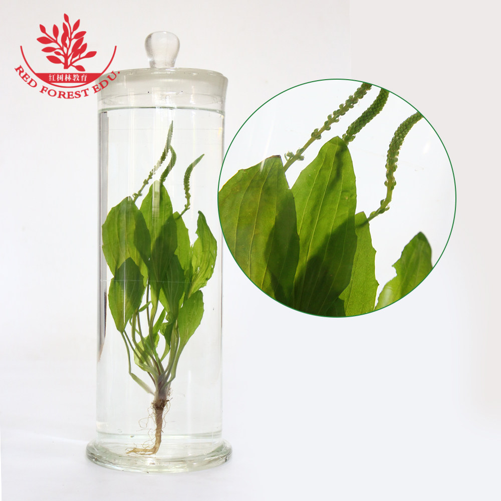 车前中草药腊叶标本中药浸渍标本玻璃瓶装用于药店中医馆建设装饰