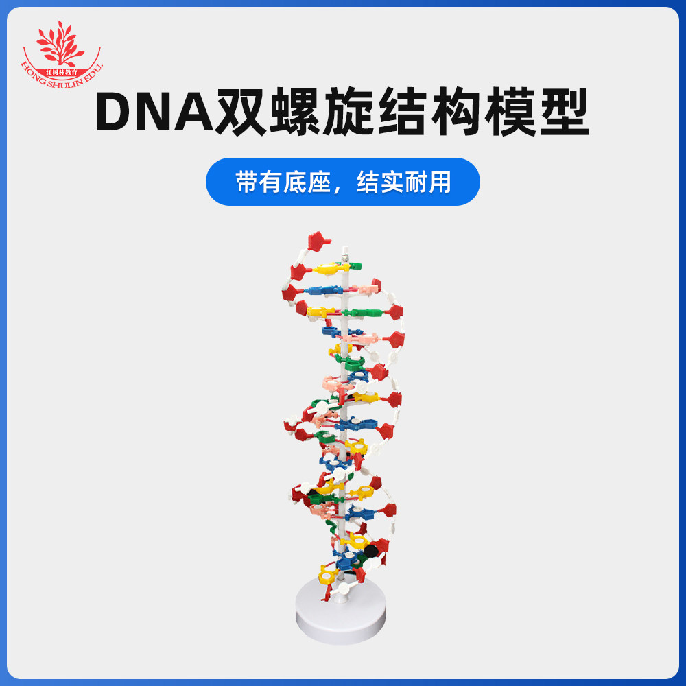 dna双螺旋结构模型教学仪器带底座60公分碱基对遗传基因dna模型