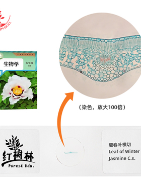 迎春叶横切植物叶片横切玻片型号43221中考生物实验操作观察玻片